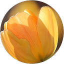konomi profile picture