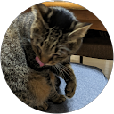 とらたいがー profile picture